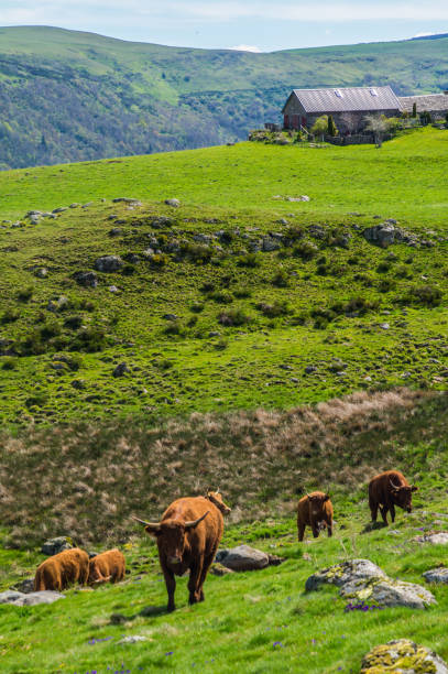 istock park natural auvergne 1321315799
