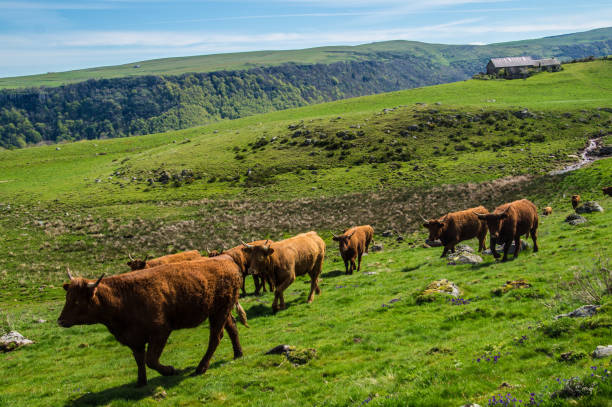 istock park natural auvergne 1321315804