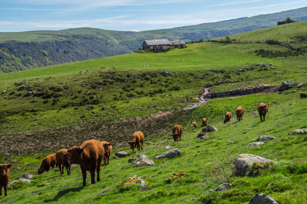istock park natural auvergne 1321315817