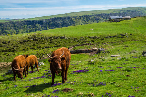 istock park natural auvergne 1321315849
