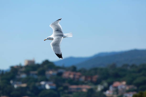 istock white seagulls birds near the sea 1321316480