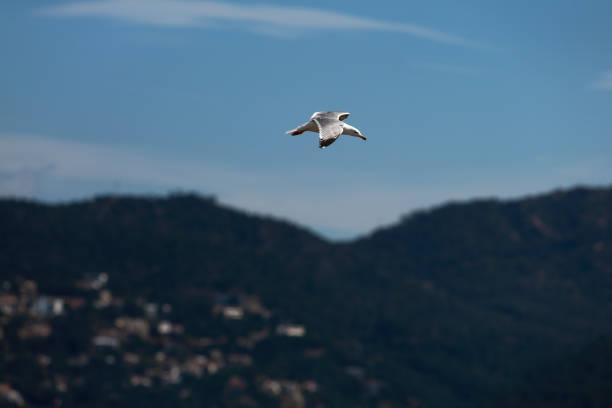 istock white seagulls birds near the sea 1321317032