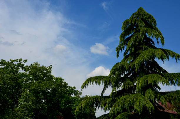 Himalayan cedar is strictly pyramidal in its youth, with spreading branches and overhanging ends. The needles are medium green, evergreen. Older plants take on the character of unique solitaires cedrus,  deodara, atlantica, Himalayan cedar is strictly pyramidal in its youth, with spreading branches and overhanging ends. The needles are medium green, evergreen. Older plants take on the character of unique solitaires cedrus deodara stock pictures, royalty-free photos & images