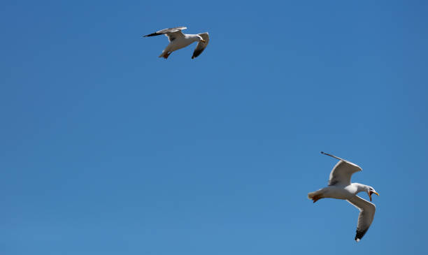 istock white seagulls birds near the sea 1321317129