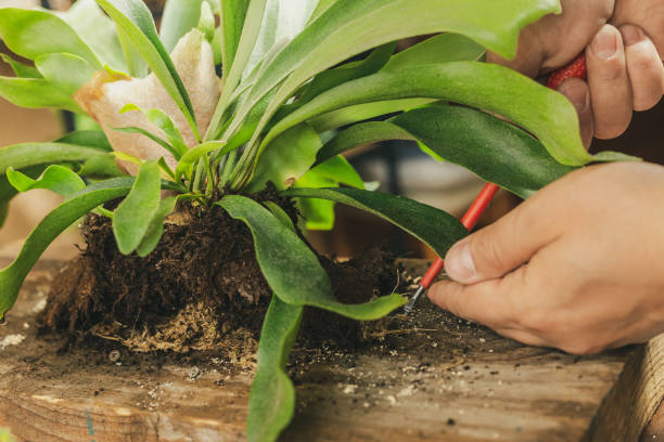 istock Male hands Mounting Staghorn Fern on Board 1321317298