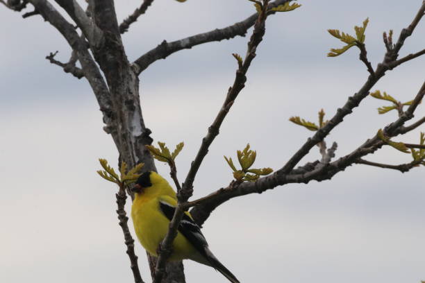istock American Goldfinch 1321318519