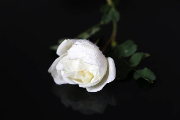 istock White rose on a black glass background 1321320195