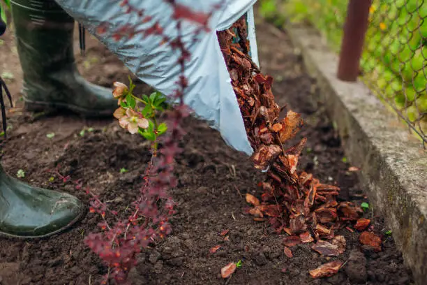 Photo of Gardener mulching spring garden with pine wood chips mulch pouring it out of bag. Man puts bark around plants