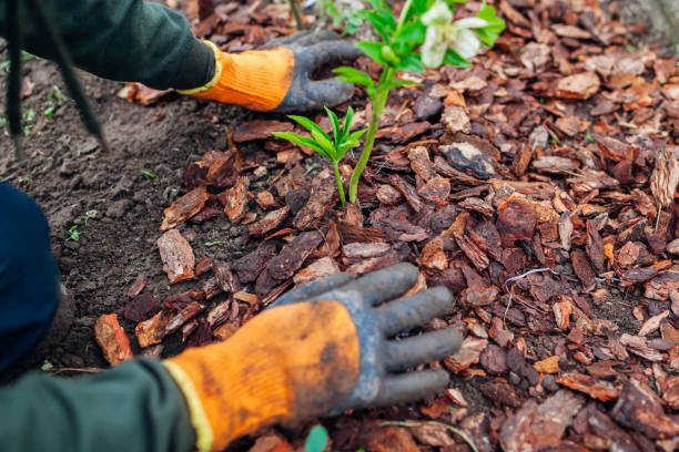 istock Gardener mulching spring garden with pine wood chips mulch. Man puts bark around plants 1321320415