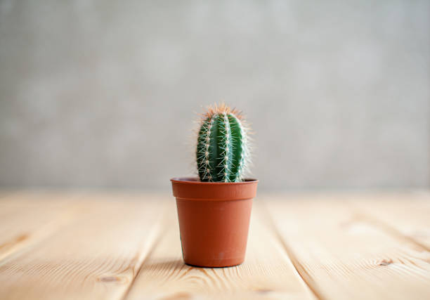 istock A small cactus in a brown pot on a wooden table. Home interior design 1321320480
