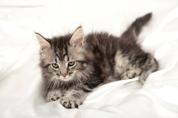 istock Small gray kitten lies on a white background. Grey Maine coon 1321320846