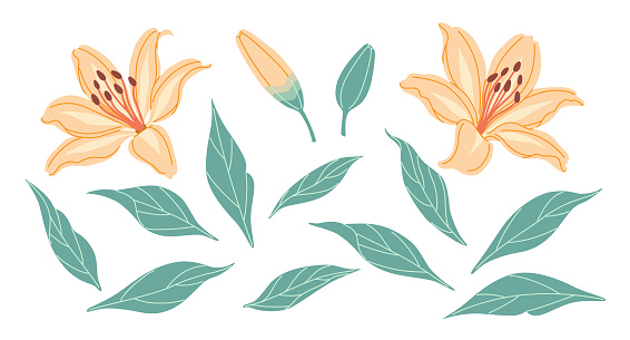 Simple orange lily flowers, buds and green leaves isolated on white background. Blooming lilies. Set of decorative floral design elements. Colorful botanical vector flat illustration.
