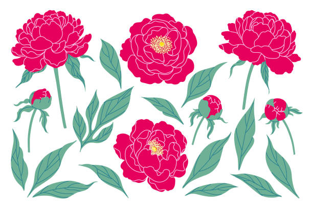 Simple pink peony flowers, buds and green leaves Simple pink peony flowers, buds and green leaves isolated on white background. Collection of blooming flowers. Set of decorative floral design elements. Colorful botanical vector flat illustration. peony stock illustrations