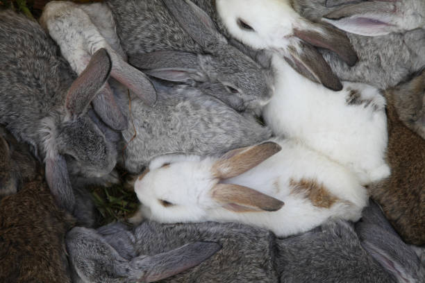 Hotot Domestic Rabit against White Background, Breed from Normandy