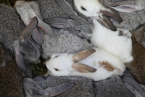 Close up of rabbits on sale in Thursday animal morning market in Saquisili, Ecuador.