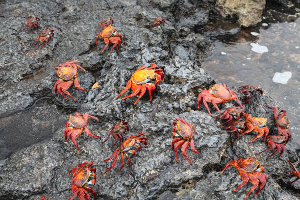 istock Sally lightfoot crabs on rocks 1321321039