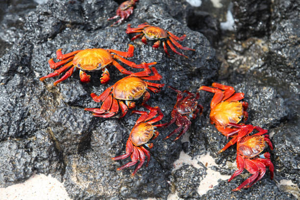 Sally lightfoot crabs on rocks Close up of sally lightfoot crab on rocks at Las Bachas beach, Santa Cruz Island, Galapagos Island, Ecuador. santa cruz island galapagos islands stock pictures, royalty-free photos & images
