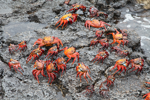 Elevated view of sally lightfoot crabs on rocks at Las Bachas beach, Santa Cruz Island, Galapagos Island, Ecuador.