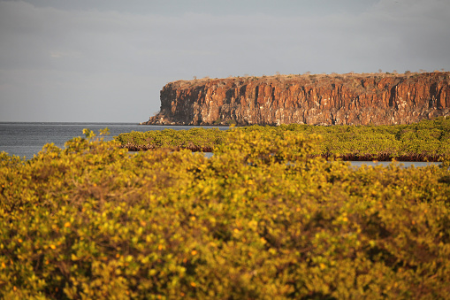 Scenic view of Santa Cruz Island with cliff and plants at Galapagos National Park, Galapagos Island, Ecuador.