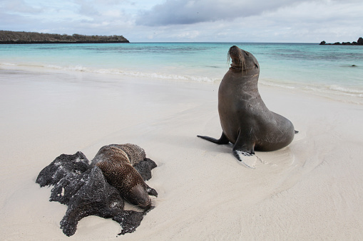 Mother and cub Galapagos Sea Lions lying on the beach, Espanola Island, Galapagos Island, Ecuador.