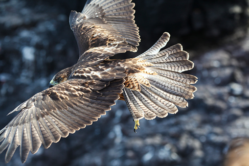 Close-up of Galapagos Hawk flying, Espanola Island, Galapagos Island, Ecuador.