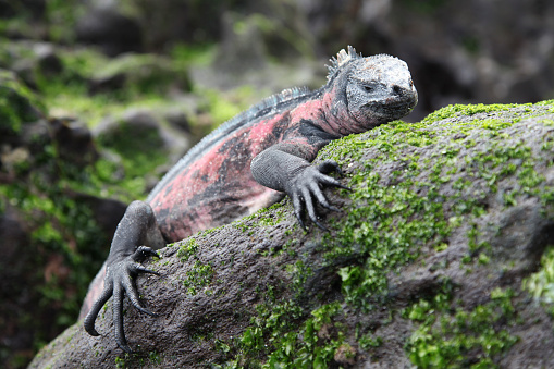 Marine Iguana climbing on rock, Espanola Island, Galapagos Island, Ecuador.