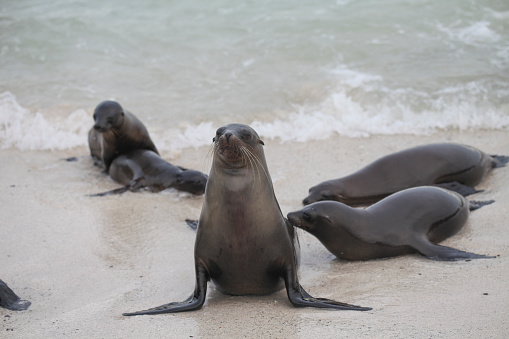 Galapagos Sea Lions swimming in water at beach, Espanola Island, Galapagos Isand, Ecuador.