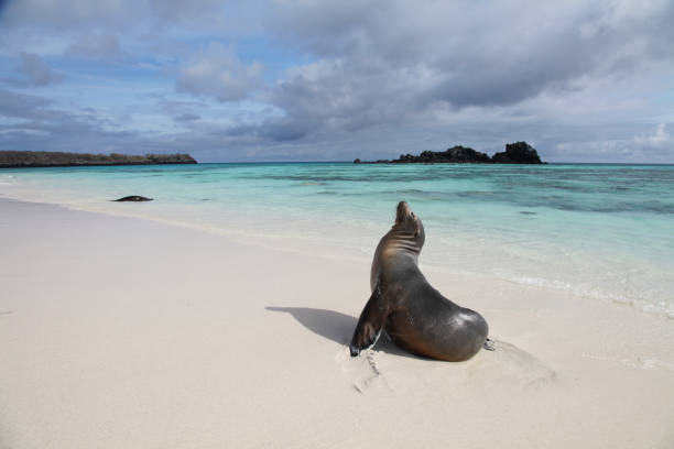 istock Galapagos Sea Lions on sand 1321321849