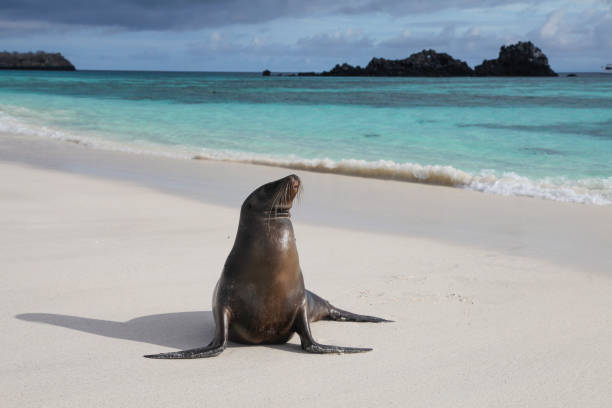 istock Galapagos Sea Lion on sand 1321321851