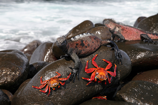 Marine Iguanas and Sally Lightfoot Crabs on rocks at beach, Espanola Island, Galapagos Island, Ecuador.