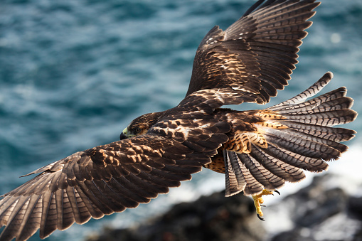 Close-up of Galapagos Hawk flying, Espanola Island, Galapagos Island, Ecuador.