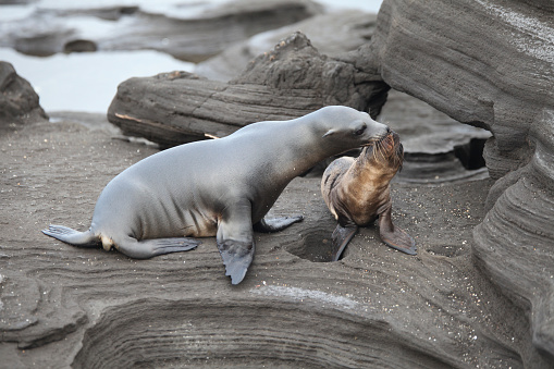 Angry mother of Galapagos fur seal with baby on volcanic rock, Santiago Island, Galapagos Island, Ecuador.