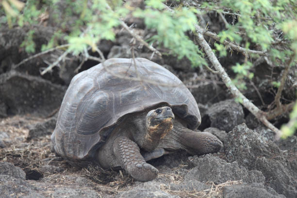 istock Giant Galapagos tortoise in Charles Darwin Foundation 1321322124
