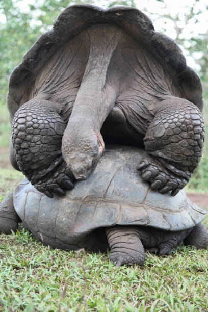 istock Giant Galapagos tortoise mating 1321322140
