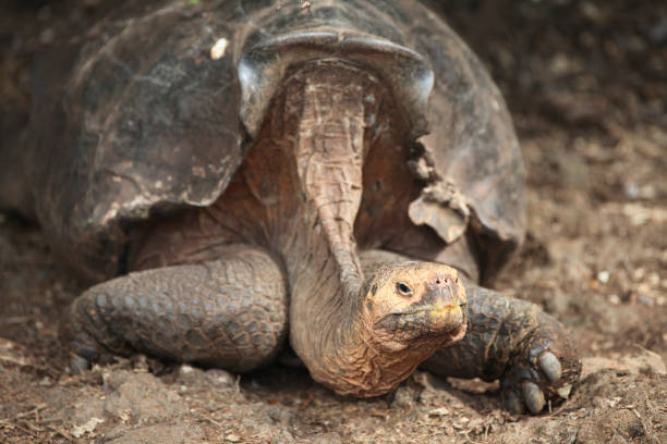 istock Giant Galapagos tortoise in Charles Darwin Foundation 1321322149