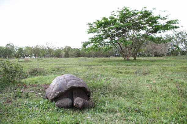 istock Giant Galapagos tortoise eating grass 1321322152