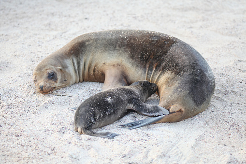 Baby Galapagos Sea Lion with mother lying on beach, Espanola Island, Galapagos Island, Ecuador.