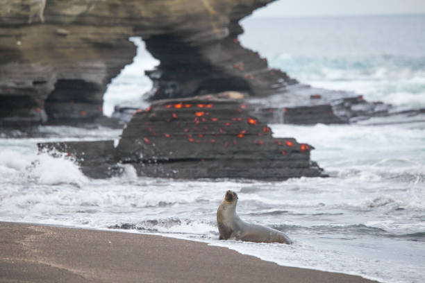Galapagos fur seal in sand beach and red crabs in background Galapagos fur seal on a volcanic sand beach and red crabs in background, Santiago Island, Galapagos Island, Ecuador. isla san salvador stock pictures, royalty-free photos & images