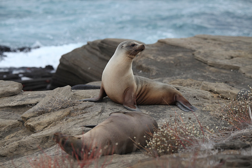 Galapagos fur seals on a volcanic rock, Santiago Island, Galapagos Island, Ecuador.