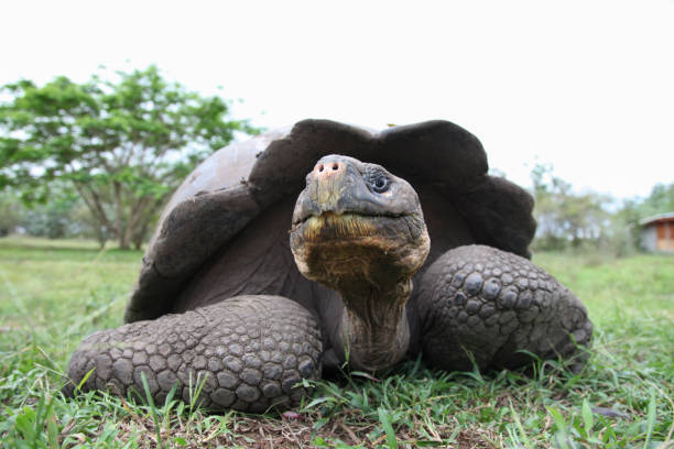 istock Giant Galapagos tortoise on grass 1321322252