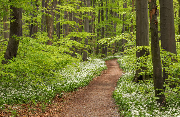 Wild garlic bloom in Hainich National Park, Thuringia, Germany