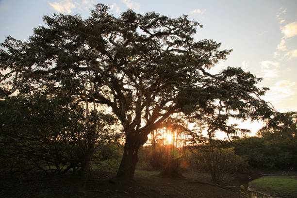 Scenic view of Amazon rainforest during sunset in Cuyabeno Wildlife Reserve, Ecuador, South America.