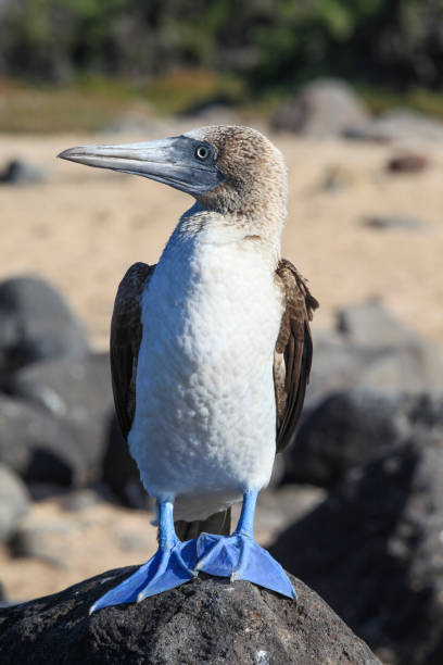 Close- up of blue-footed booby perching on rock, North Seymour Island, Galapagos Islands, Ecuador, South America.