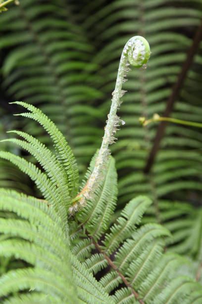 istock Close-up of tree fern 1321323378