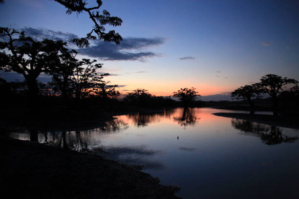 Scenic view of Amazon rainforest at dusk, Cuyabeno Wildlife Reserve, Ecuador, South America.