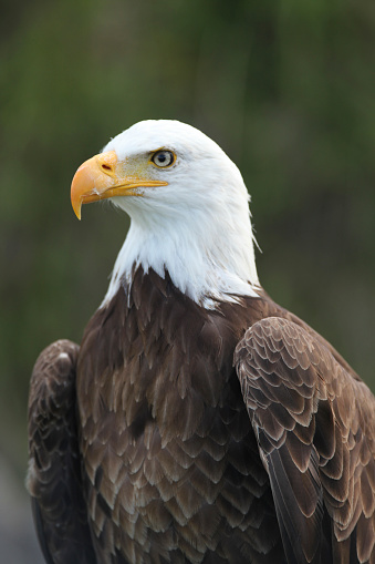 Portrait of powerful bird adult Bald eagle with bright yellow eyes and beak, profile view.