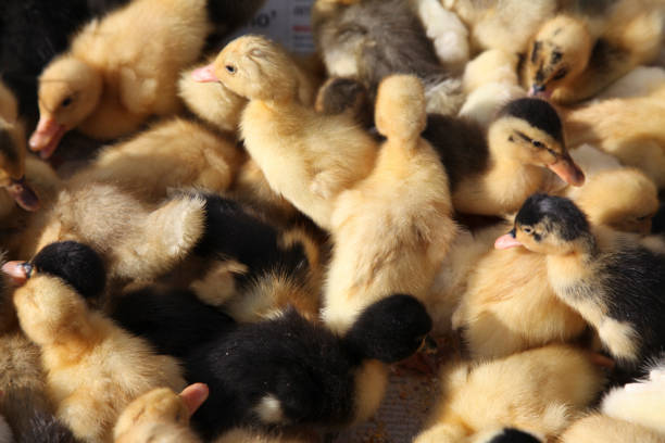 Close-up of ducklings in market, Otavalo, Ecuador, South America.