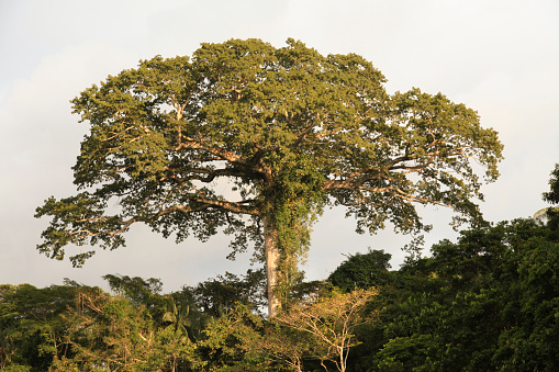 Scenic view of large Ceiba tree in forest in Cuyabeno Wildlife Reserve, Ecuador, South America.
