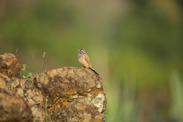 istock Striolated Bunting, Emberiza striolata, Pune, Maharashtra, India 1321325116