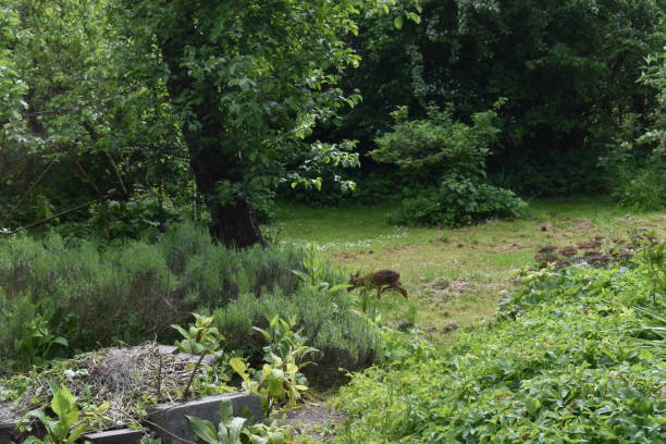 istock A small deer fawn / kid walking on it`s own in one direction. 1321326621